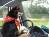 BULLWINKLE.jpg