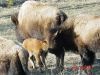 yellowstone100.JPG