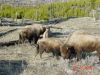 yellowstone101.JPG