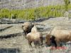 yellowstone102.JPG