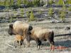 yellowstone103.JPG