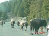 yellowstone105.JPG