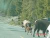 yellowstone106.JPG