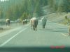 yellowstone107.JPG