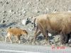 yellowstone108.JPG