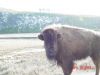 yellowstone109.JPG