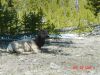 yellowstone11.JPG
