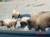 yellowstone111.JPG