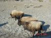 yellowstone112.JPG