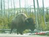 yellowstone78.JPG