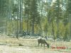 yellowstone9.JPG