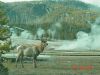yellowstone94.JPG