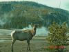 yellowstone95.JPG