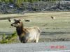 yellowstone96.JPG