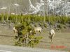 yellowstone97.JPG