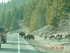yellowstone98.JPG