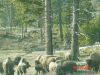 yellowstone99.JPG