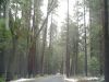 yosemite54.JPG