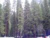 yosemite59.JPG