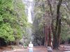 yosemite68.JPG