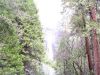 yosemite75.JPG